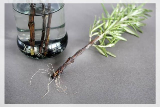 root cutting
