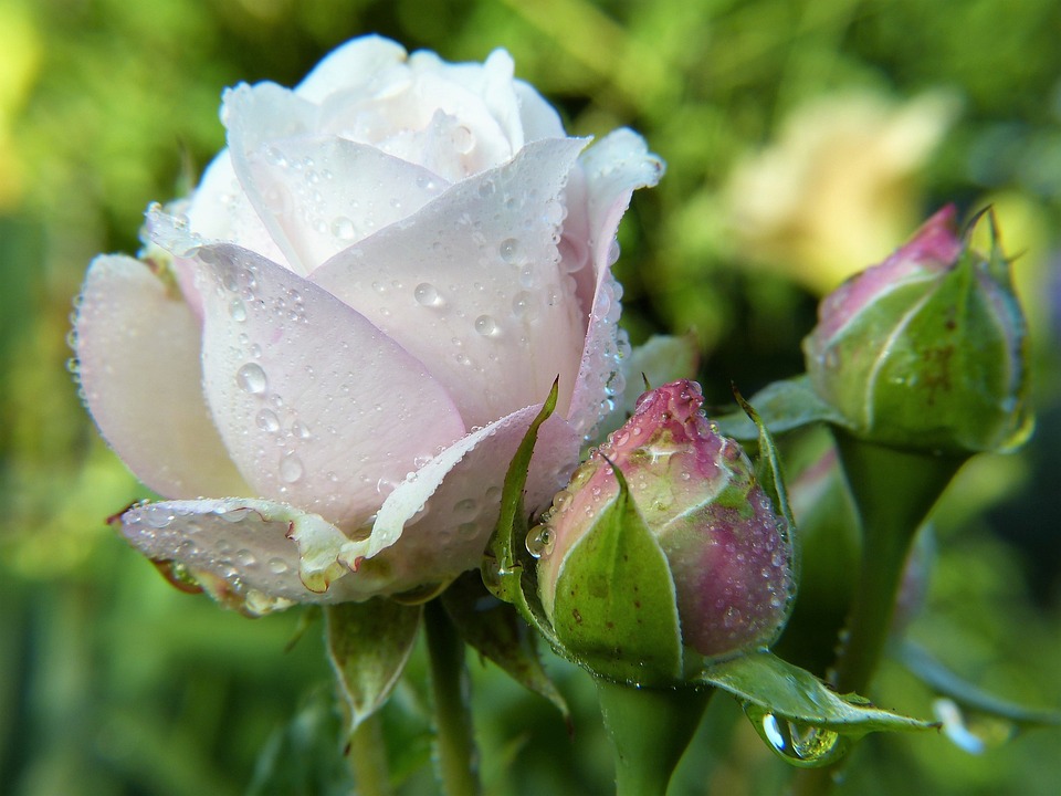 how plants can bloom 