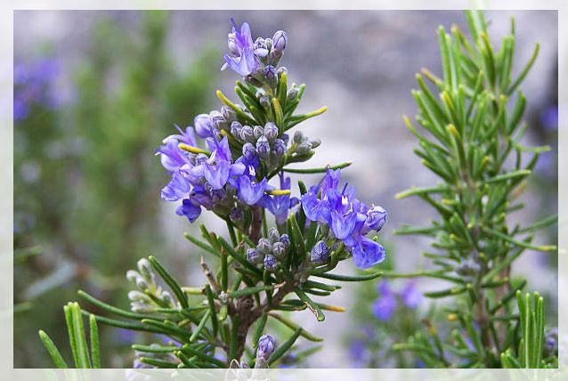 rosemary plant 1
