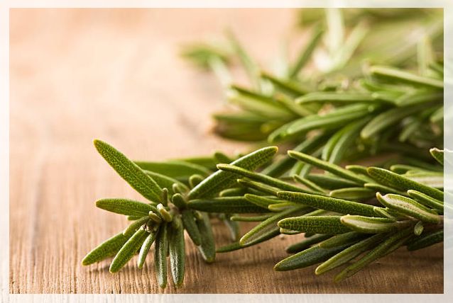 rosemary plant
