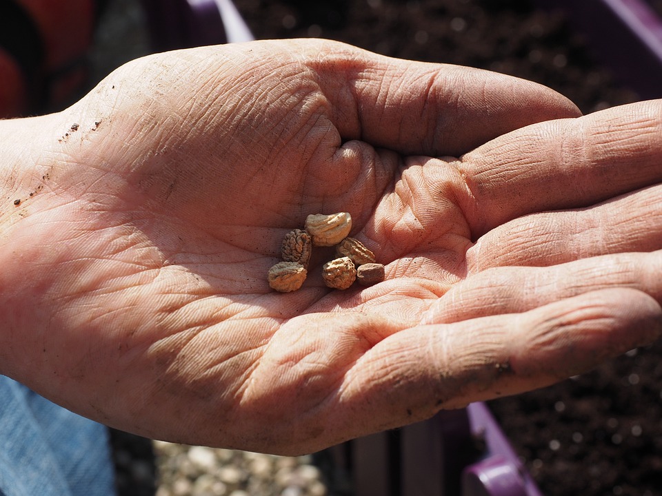 direct sow seeds in garden