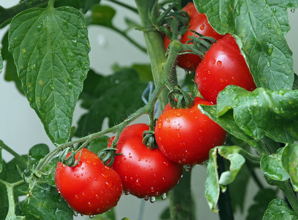 planting tomatoes in groups