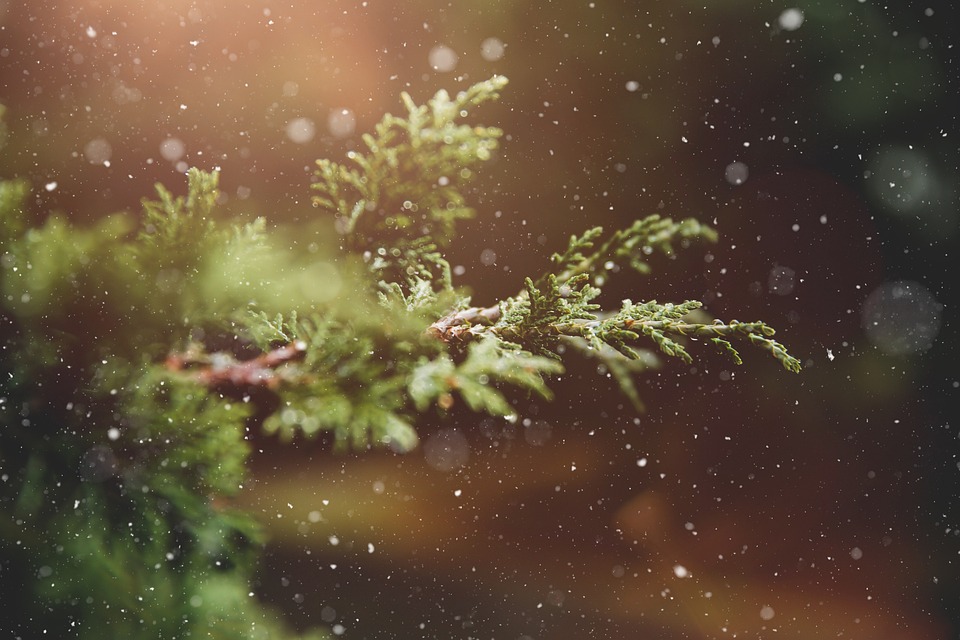winter plants that withstand zero temperature