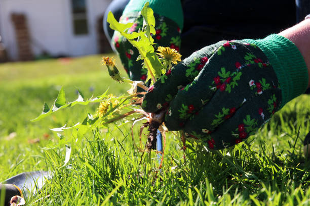Are weeds harmful 1