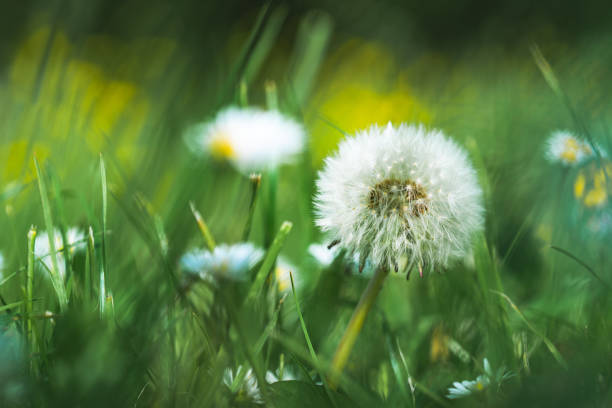 Are weeds harmful 4