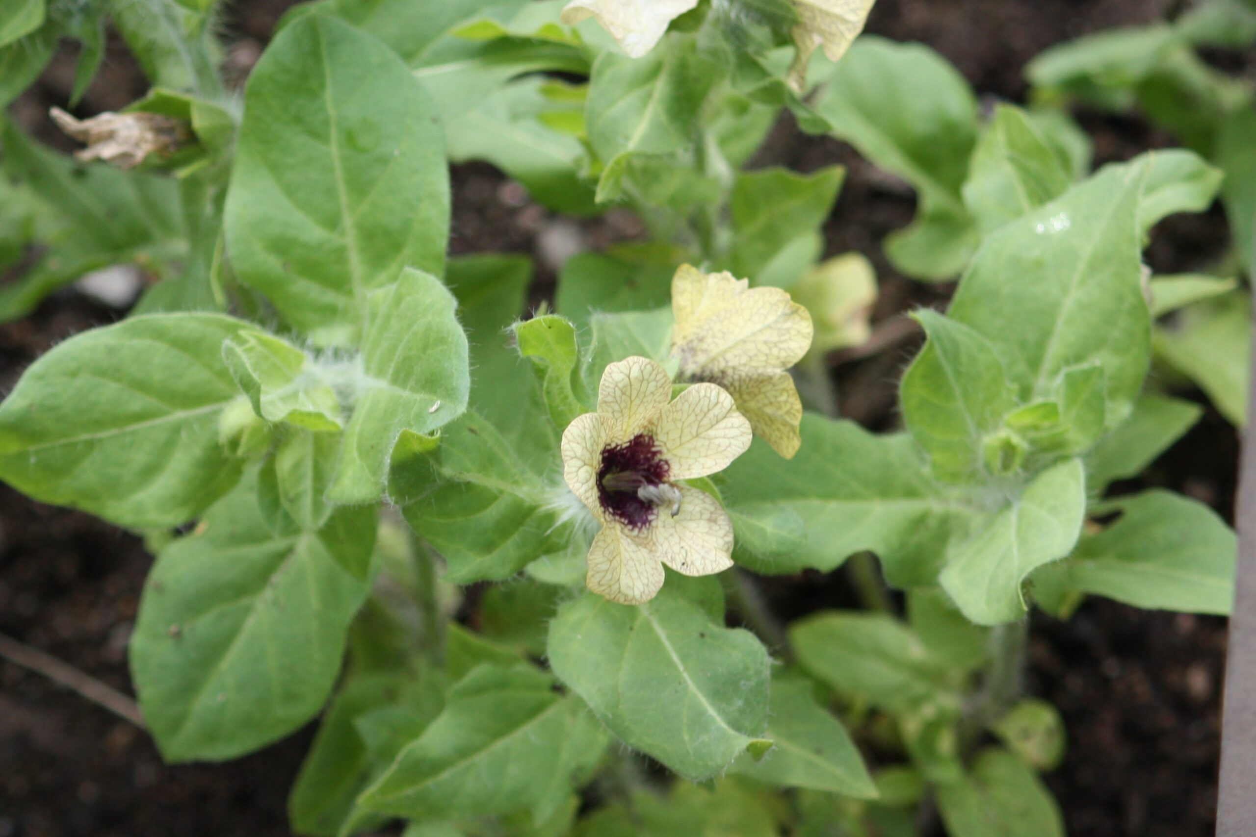 Vernalization: How It Works!