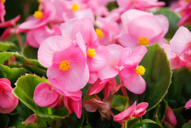 Types of flowers 10
