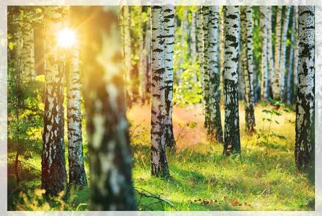 birch tree 2