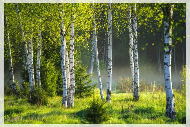 birch tree