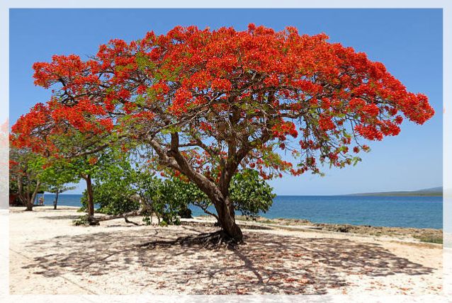 delonix regia 1