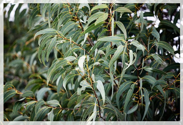 eucalyptus tree 1