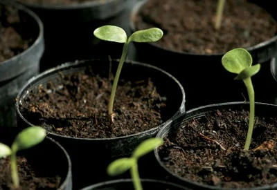 what damping off does to seedlings 