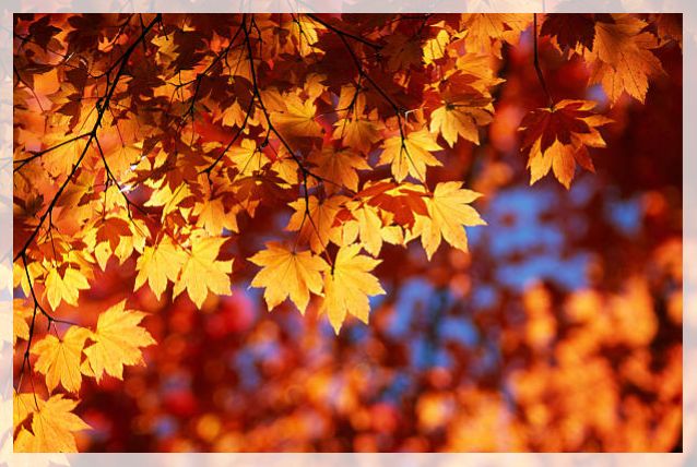 maple tree 1