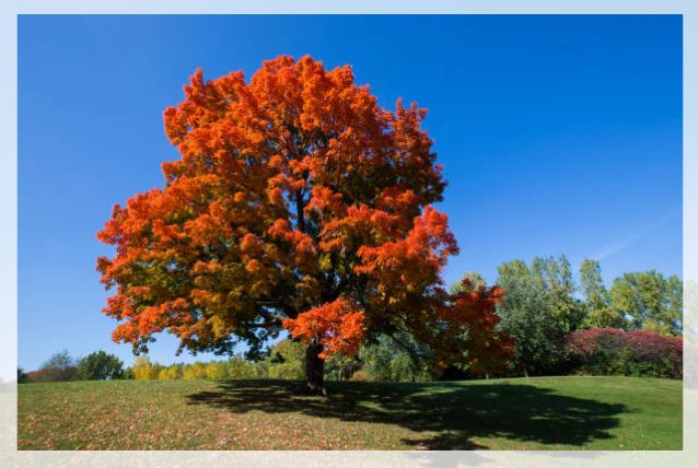 maple tree 2