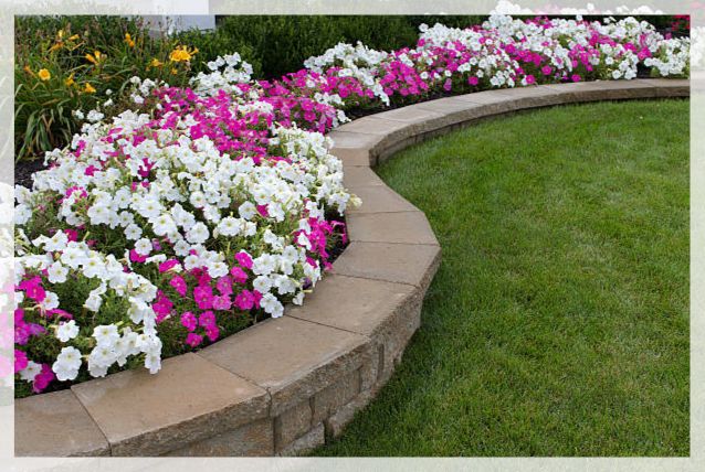 petunias