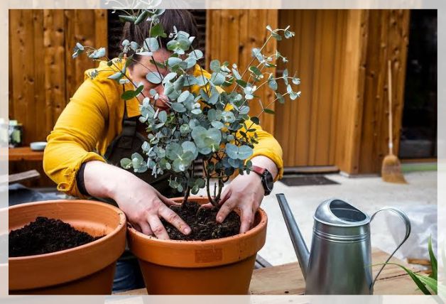 potting and repotting