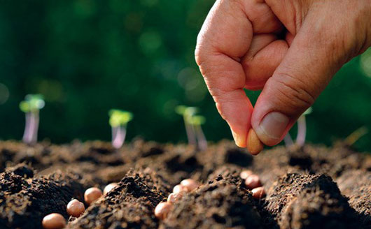 open pollination benefits