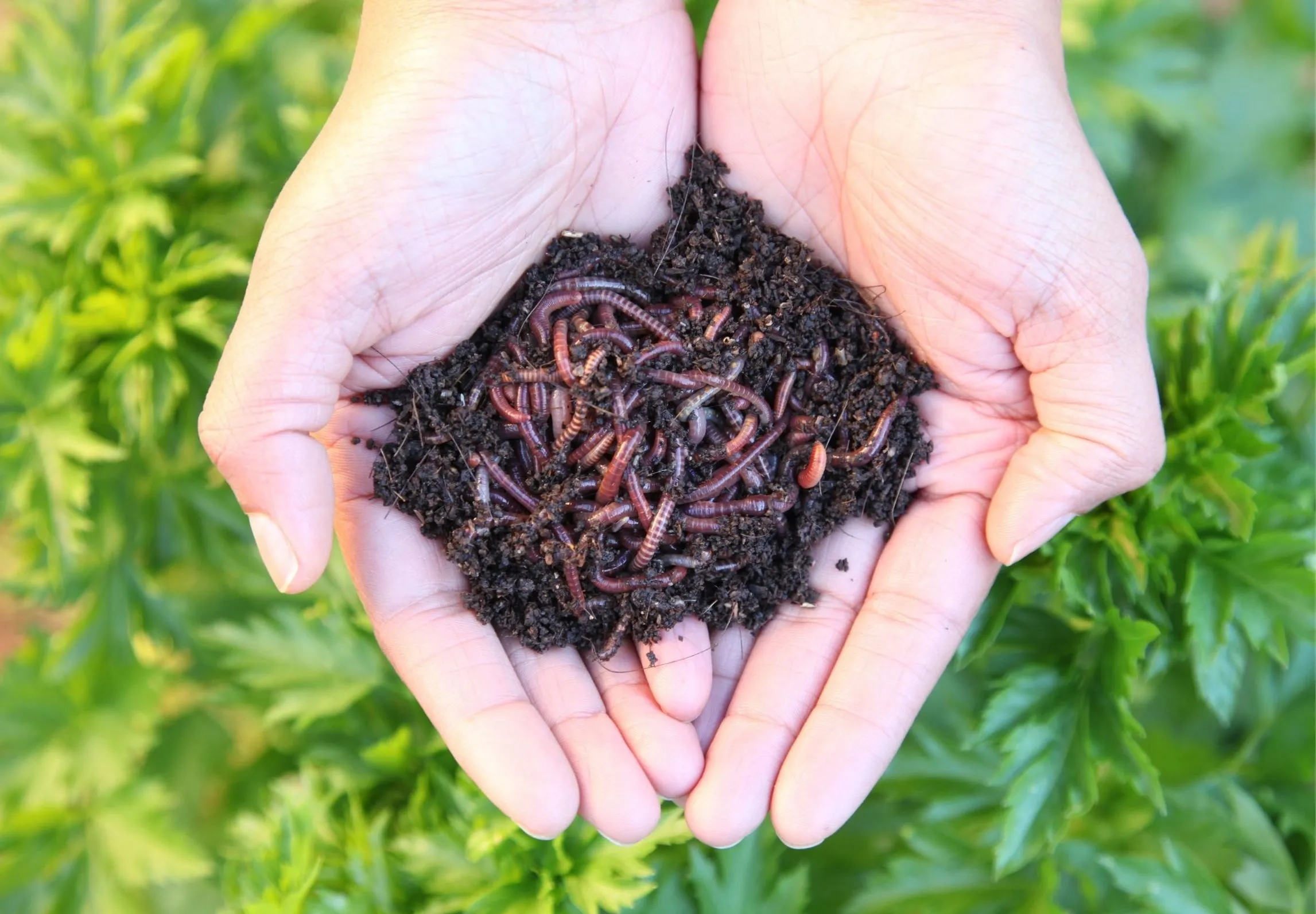 using worm castings