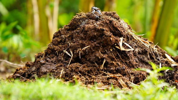 Green manure 6