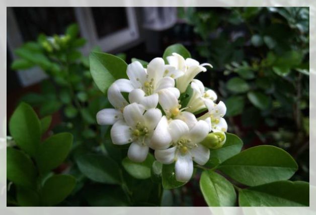 Murraya paniculata
