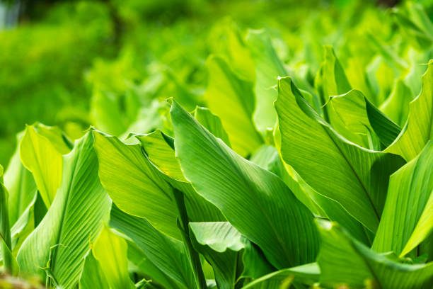 Organic farm Dubai 4