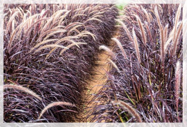 Pennisetum setaceum 1