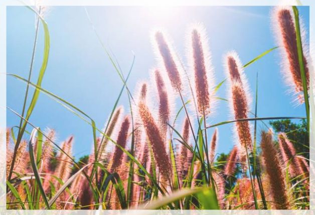 Pennisetum setaceum