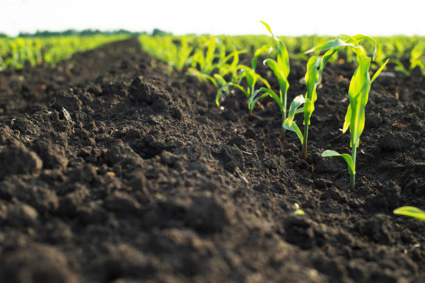 Soil texture 4