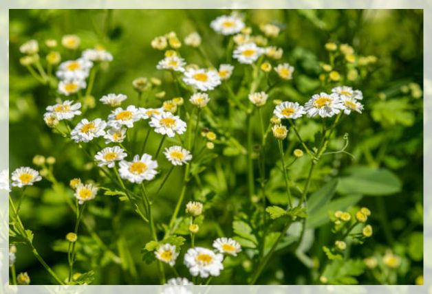 chamomile flower 2