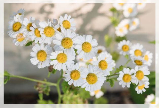 chamomile flower