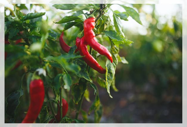 chili pepper 1