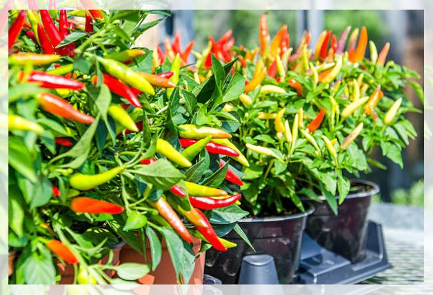 chili pepper 2
