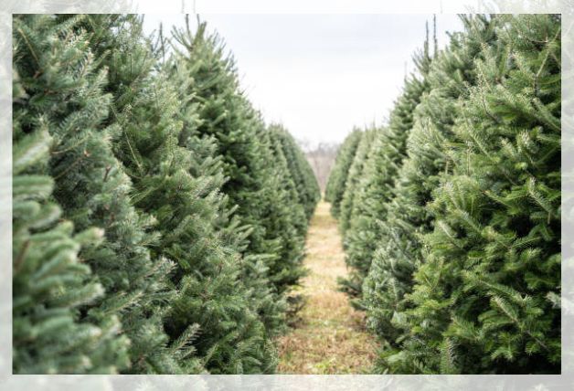 fir tree 1