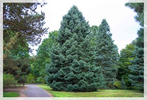 fir tree 2