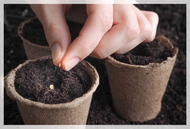 growing from seeds