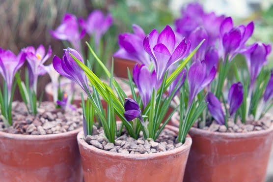 growing in containers