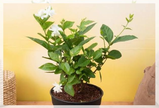growing in pots
