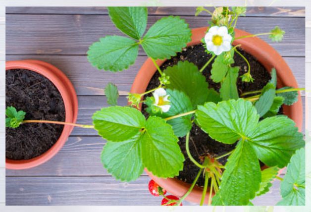 growing in pots