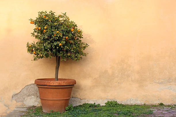 growing in pots