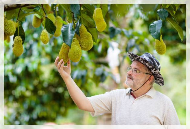 harvesting