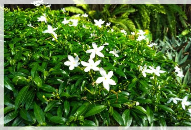 jasmine sambac 1
