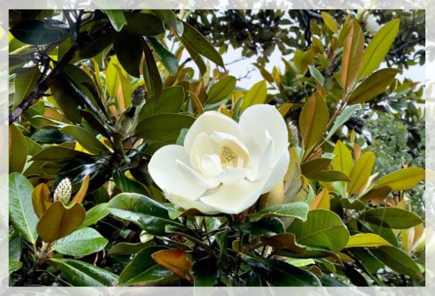 magnolia flower 1
