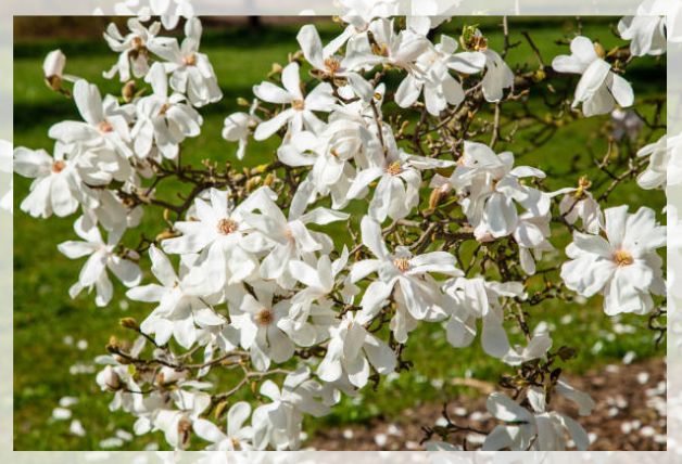 magnolia flower 2