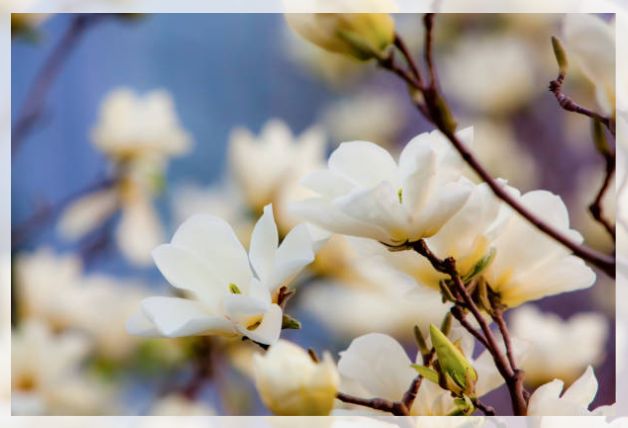 magnolia flower