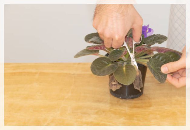 propagation
