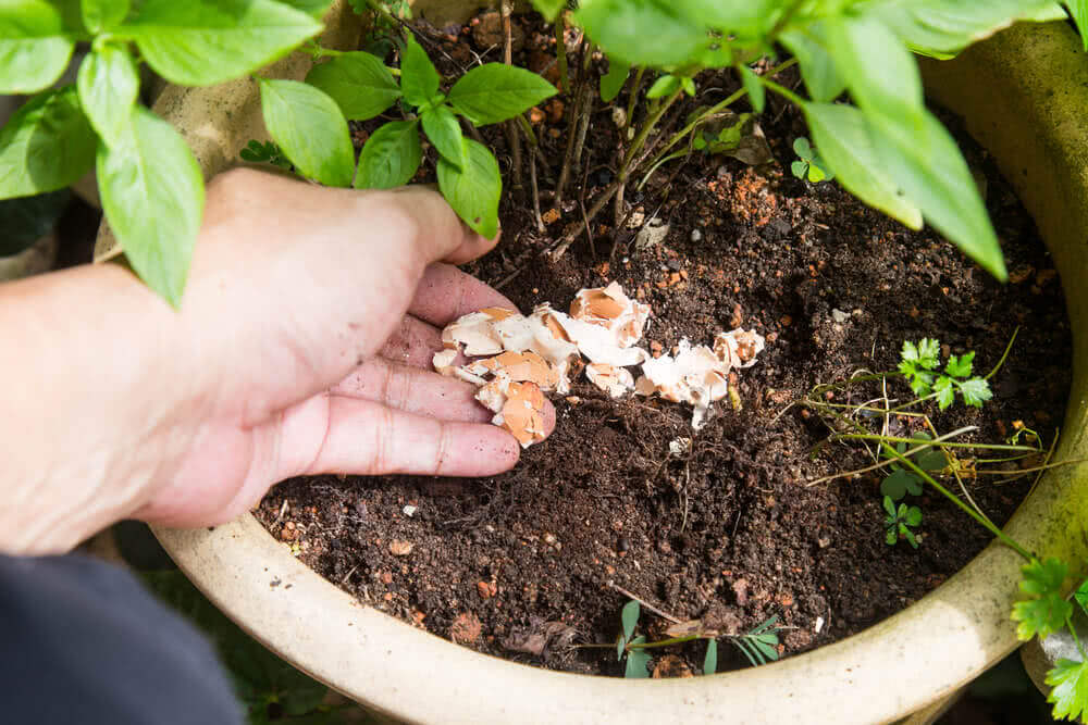 putting agricultural fertilizers onto pot