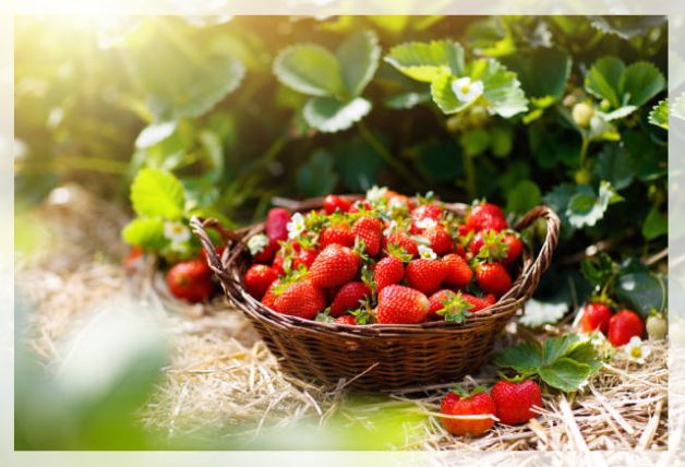 strawberry plant 1