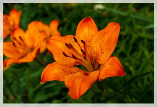 tiger lily