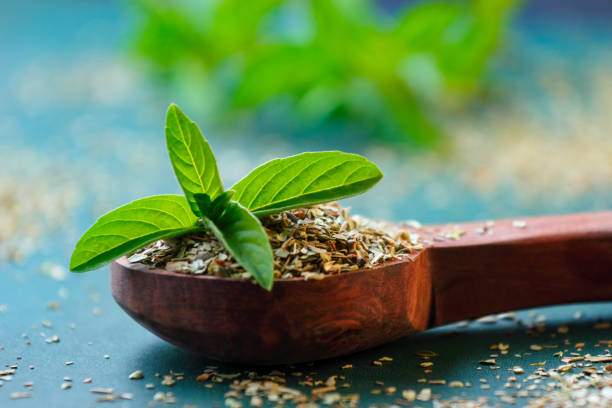 tulsi plant