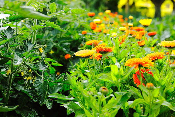 Calendula flowers